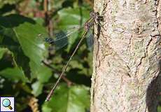 Weidenjungfer (Willow Emerald Damselfly, Chalcolestes viridis)