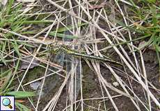 Weibliche Westliche Keiljungfer (Western Clubtail, Gomphus pulchellus)