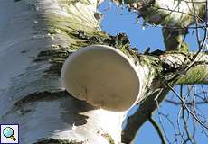 Birkenporling (Birch Polypore, Piptoporus betulinus)