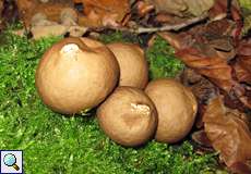 Birnenstäubling (Pear-shaped Puffball, Lycoperdon pyriforme)