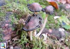 Tintling (Inkcap, Coprinus sp.)