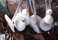 Buchenschleimrübling (Porcelain Mushroom, Oudemansiella mucida)