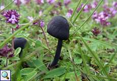 Rötling (Pinkgill, Entoloma sp.)