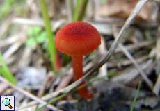 Feinschuppiger Moorsaftling (Hygrocybe coccineocrenata)