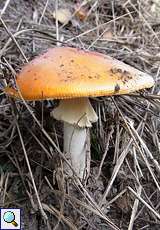 Fliegenpilz (Fly Agaric, Amanita muscaria)