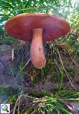 Flockenstieliger Hexenröhrling (Dotted Stem Bolete, Boletus erythropus)