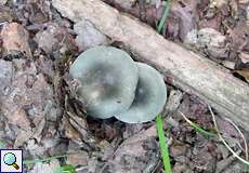 Frauen-Täubling (Charcoal Burner, Russula cyanoxantha)