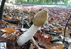 Gemeine Stinkmorchel (Common Stinkhorn, Phallus impudicus)