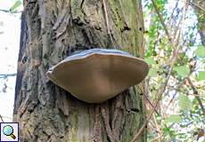 Gemeiner Feuerschwamm (False Tinder Polypore, Phellinus igniarius)