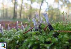 Geweihförmige Holzkeule (Candlestick Fungus, Xylaria hypoxylon)