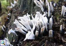 Geweihförmige Holzkeule (Candlestick Fungus, Xylaria hypoxylon), junge Fruchtkörper