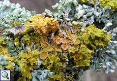 Gewöhnliche Gelbflechte (Common Orange Lichen, Xanthoria parietina)