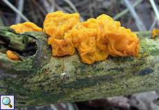 Goldgelber Zitterling (Yellow Brain Fungus, Tremella mesenterica)