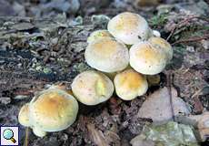 Grünblättriger Schwefelkopf (Sulphur Tuft, Hypholoma fasciculare)