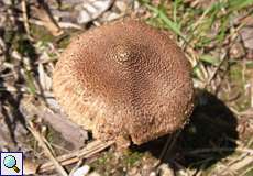 Risspilz (Fiber Cap, Inocybe sp.)