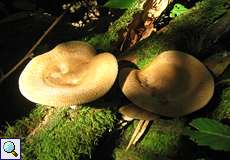 Kahler Krempling (Common Roll-rim, Paxillus involutus)