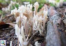 Kammförmige Koralle (White Coral, Clavulina coralloides)