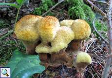 Kiefernbraunporling (Velvet-top Fungus, Phaeolus schweinitzii)