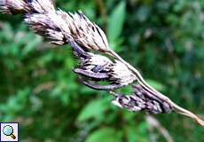 Mutterkornpilz (Ergot Fungus, Claviceps purpurea) an Gewöhnlichem Knäuelgras (Orchad Grass, Dactylis glomerata)