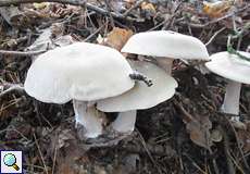 Nebelgrauer Trichterling (Clouded Funnel Cap, Lepista nebularis)