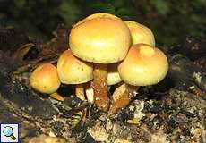 Schüppling (Pholiota sp.)