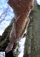 Reibeisen-Rindenpilz (Toothed Crust Fungus, Hyphoderma radula)