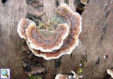 Schmetterlingstramete (Turkey Tail, Trametes versicolor)