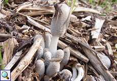 Junge Schopftintlinge (Shaggy Ink Cap, Coprinus comatus)