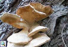 Alter Schwefelporling (Chicken of the Woods, Laetiporus sulphureus)