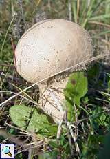 Stäubling (Puffball, Lycoperdon sp.)