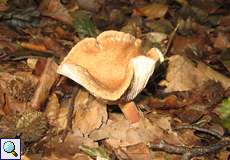 Süßlicher Buchenmilchling (Mild Milkcap, Lactarius subdulcis)