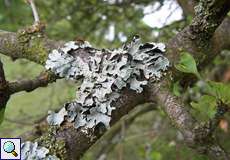 Sulcatflechte (Net-marked Parmelia, Parmelia sulcata)