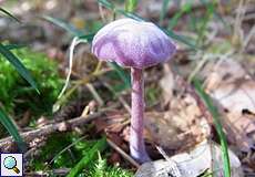 Violetter Lacktrichterling (Amethyst Deceiver, Laccaria amethystina)