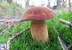 Maronenröhrling (Bay Bolete, Xerocomus badius)