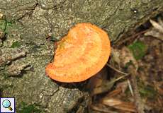 Zinnobertramete (Cinnabar Polypore, Pycnoporus cinnabarinus)