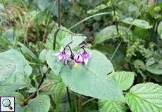 Bittersüßer Nachtschatten (Solanum dulcamara) in der Schluchter Heide