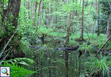 Das alte Bett des Rodenbachs im Gierather Wald in der Schluchter Heide