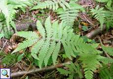 Buchenfarn (Phegopteris connectilis) in der Schluchter Heide