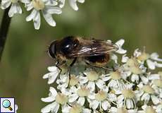 Bunte Erzschwebfliege (Cheilosia illustrata)