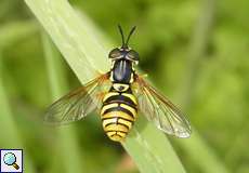 Chrysotoxum octomaculatum, Weibchen