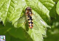 Epistrophella euchroma