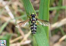 Männliche Frühe Gelbrandschwebfliege (Xanthogramma citrofasciatum)