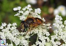 Weibliche Garten-Keilfleckschwebfliege (Eristalis lineata)