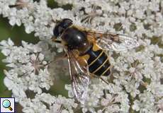 Weibliche Garten-Keilfleckschwebfliege (Eristalis lineata)