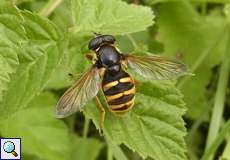 Gelbrand-Torfschwebfliege (Bog Hoverfly, Sericomyia silentis)