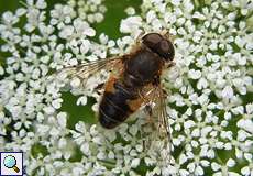 Gemeine Keilfleckschwebfliege (Tapered Drone Fly, Eristalis pertinax)