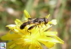 Gemeine Keulenschwebfliege (Thick-legged Hoverfly, Syritta pipiens)