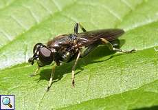 Gemeine Langbauchschwebfliege (Xylota segnis)