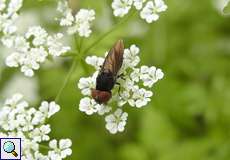 Gemeine Smaragdschwebfliege (Chrysogaster solstitialis)