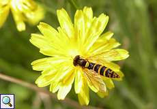 Weibliche Gemeine Stiftschwebfliege (Sphaerophoria scripta)